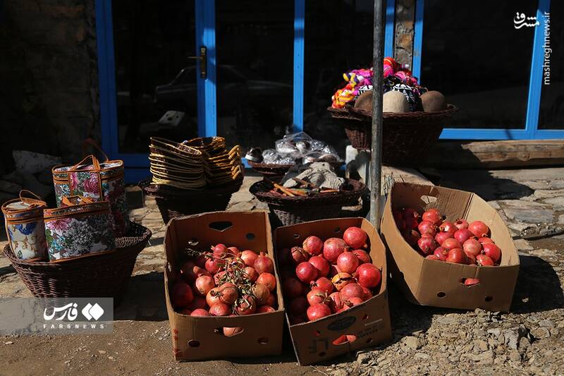 عکس/ برداشت انار ار باغات ژیوار "هورامان"