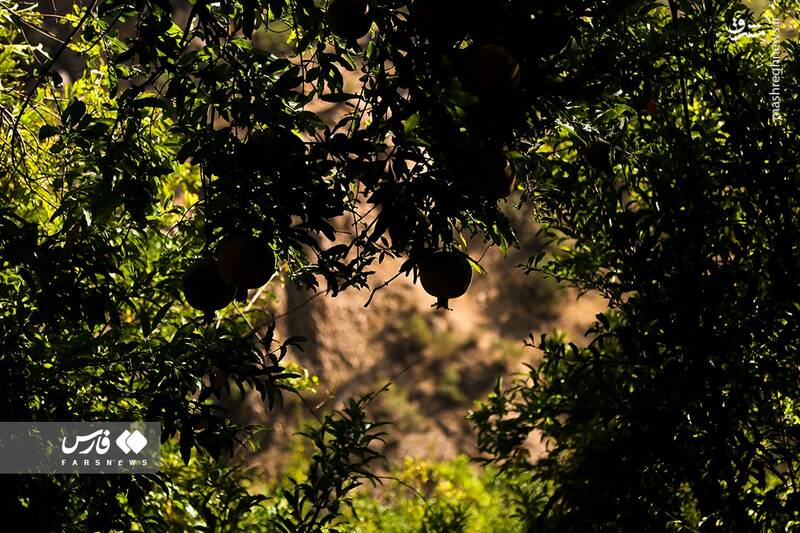 عکس/ برداشت انار ار باغات ژیوار "هورامان"