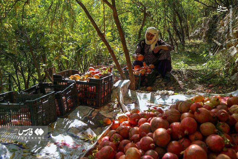 عکس/ برداشت انار ار باغات ژیوار "هورامان"