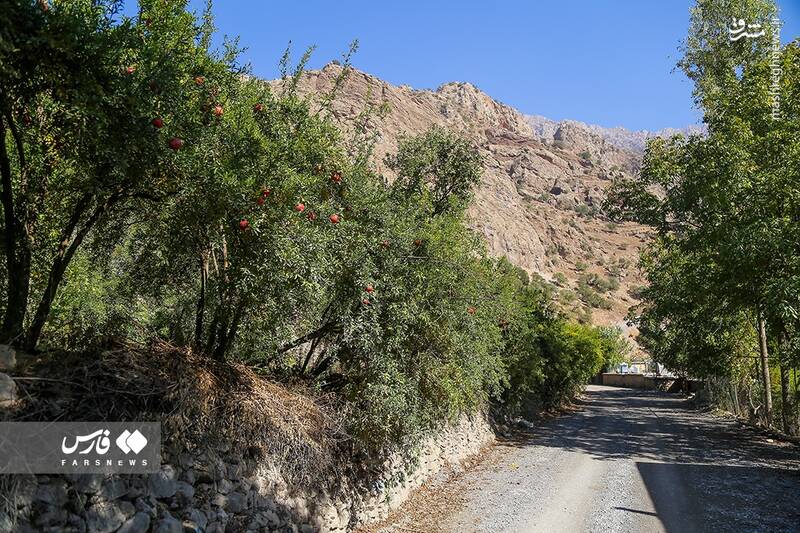 عکس/ برداشت انار ار باغات ژیوار "هورامان"