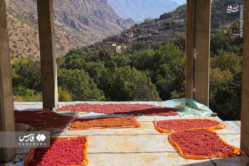 عکس/ برداشت انار ار باغات ژیوار "هورامان"