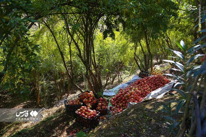 عکس/ برداشت انار ار باغات ژیوار "هورامان"