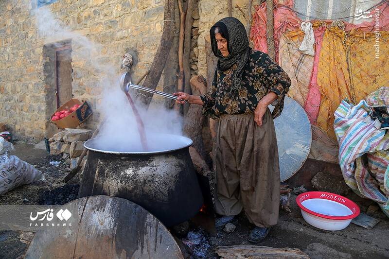 عکس/ برداشت انار ار باغات ژیوار "هورامان"