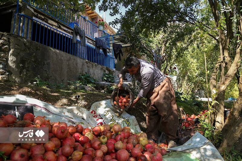 عکس/ برداشت انار ار باغات ژیوار "هورامان"