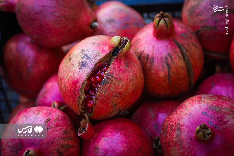 عکس/ برداشت انار ار باغات ژیوار "هورامان"