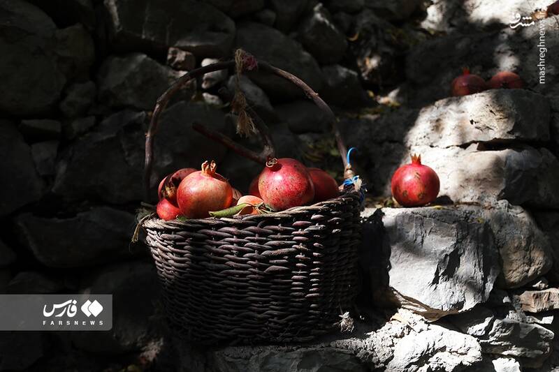 عکس/ برداشت انار ار باغات ژیوار "هورامان"