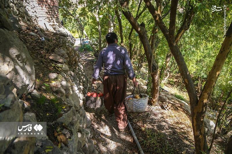 عکس/ برداشت انار ار باغات ژیوار "هورامان"