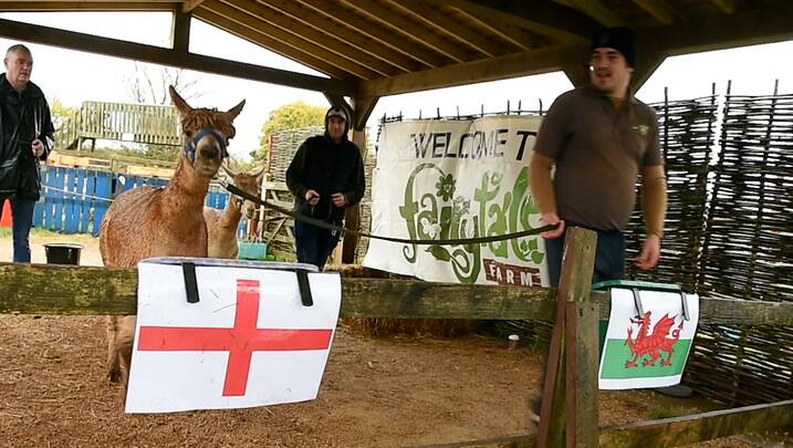 رونمایی از یک حیوان پیشگو در آستانه جام جهانی
