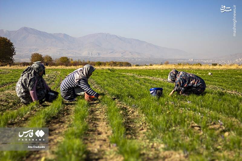 عکس/ برداشت زعفران در مرند