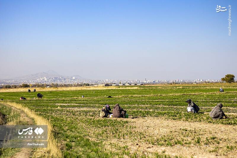 عکس/ برداشت زعفران در مرند