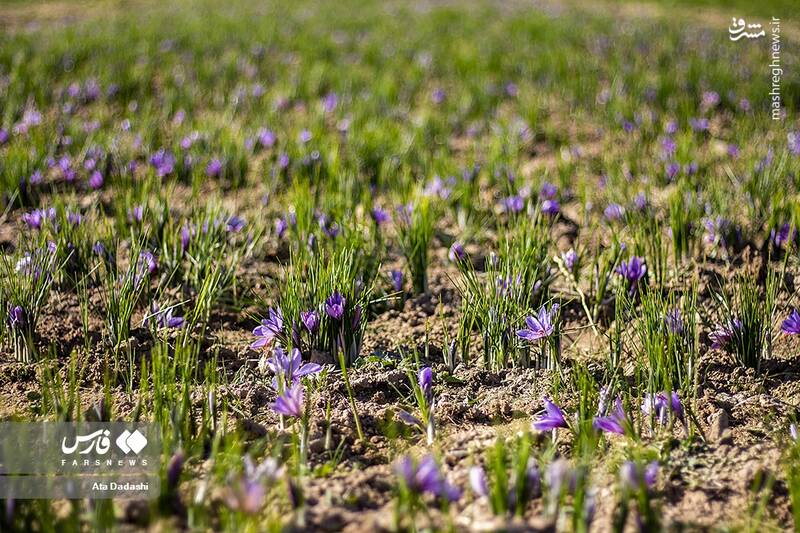 عکس/ برداشت زعفران در مرند