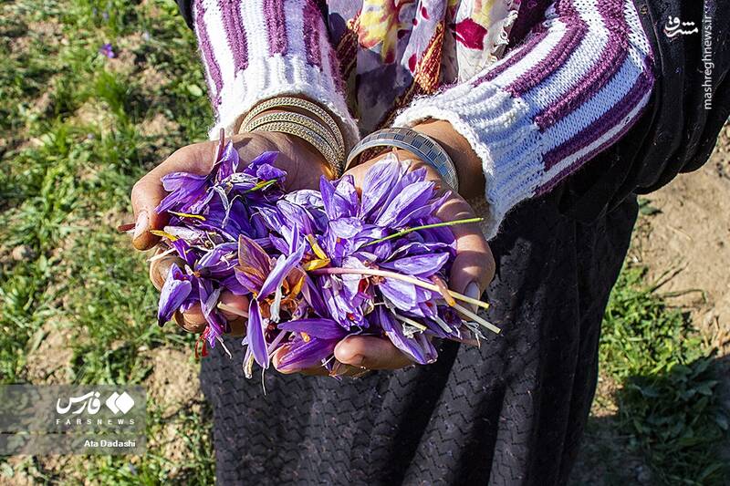 عکس/ برداشت زعفران در مرند