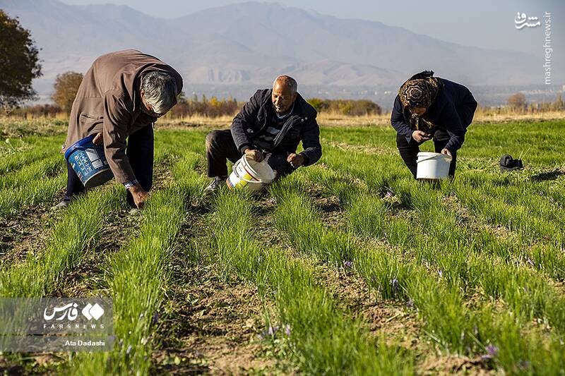عکس/ برداشت زعفران در مرند