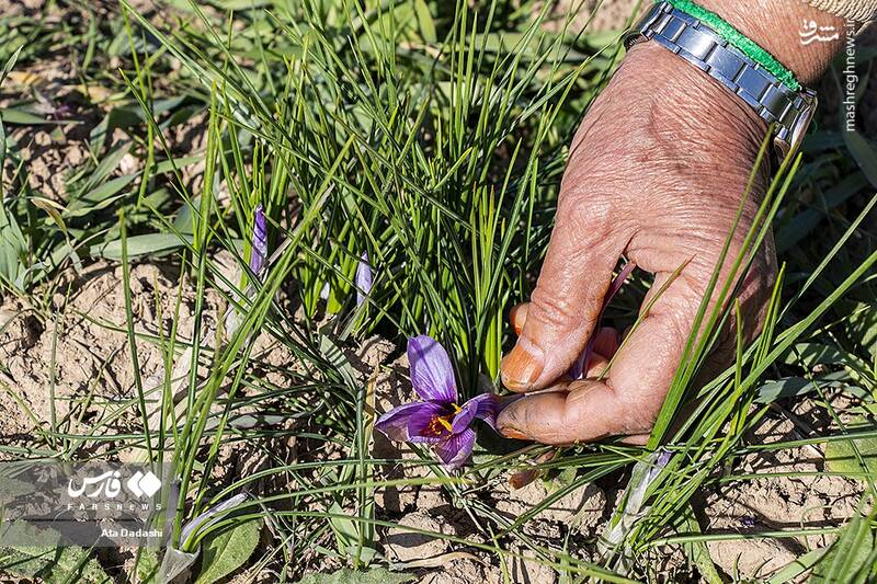 عکس/ برداشت زعفران در مرند