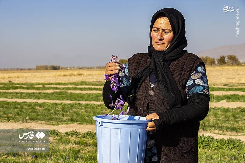 عکس/ برداشت زعفران در مرند