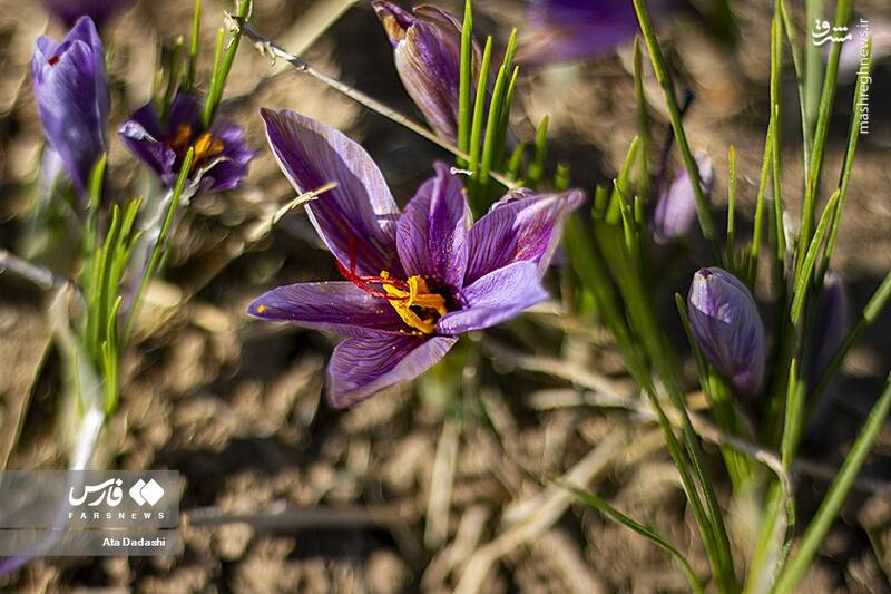 عکس/ برداشت زعفران در مرند