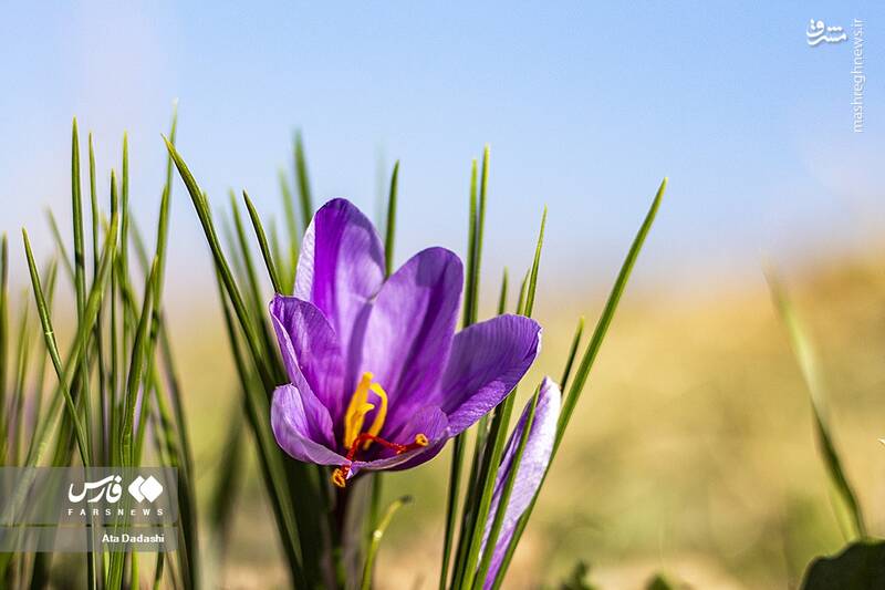 عکس/ برداشت زعفران در مرند