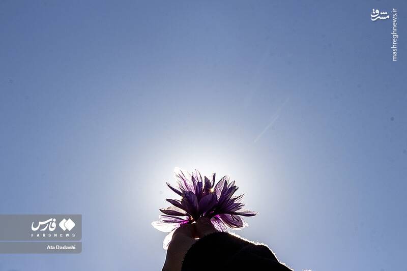 عکس/ برداشت زعفران در مرند
