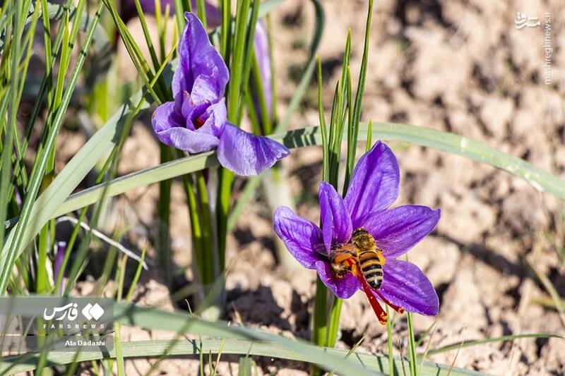 عکس/ برداشت زعفران در مرند