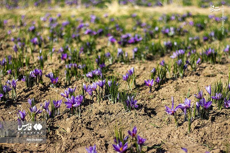 عکس/ برداشت زعفران در مرند