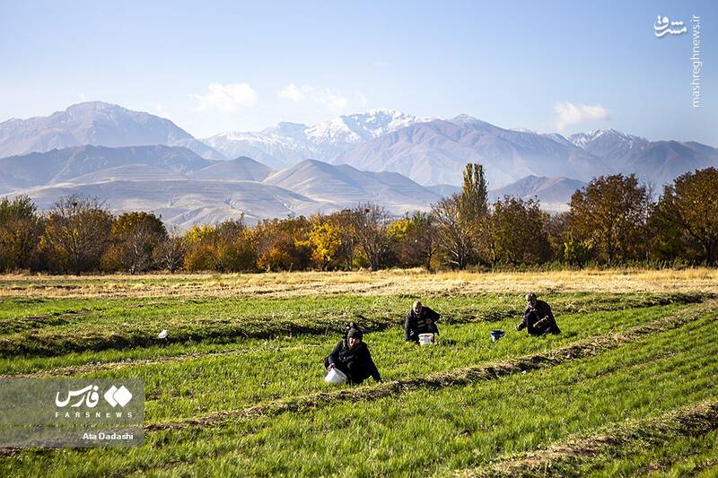 عکس/ برداشت زعفران در مرند