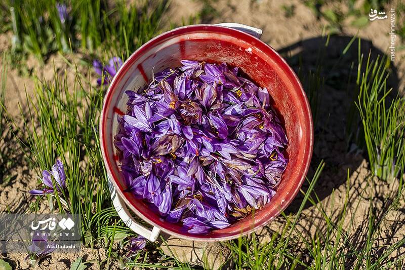 عکس/ برداشت زعفران در مرند