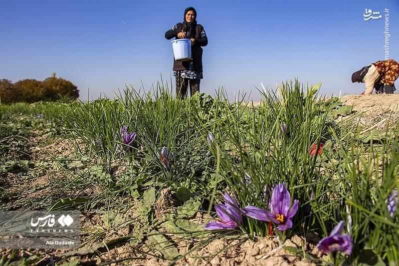 عکس/ برداشت زعفران در مرند