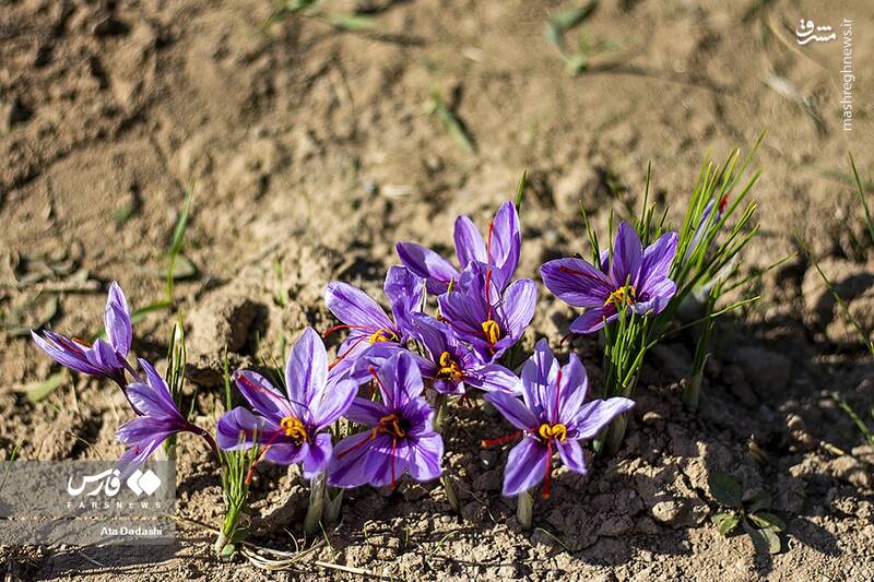 عکس/ برداشت زعفران در مرند