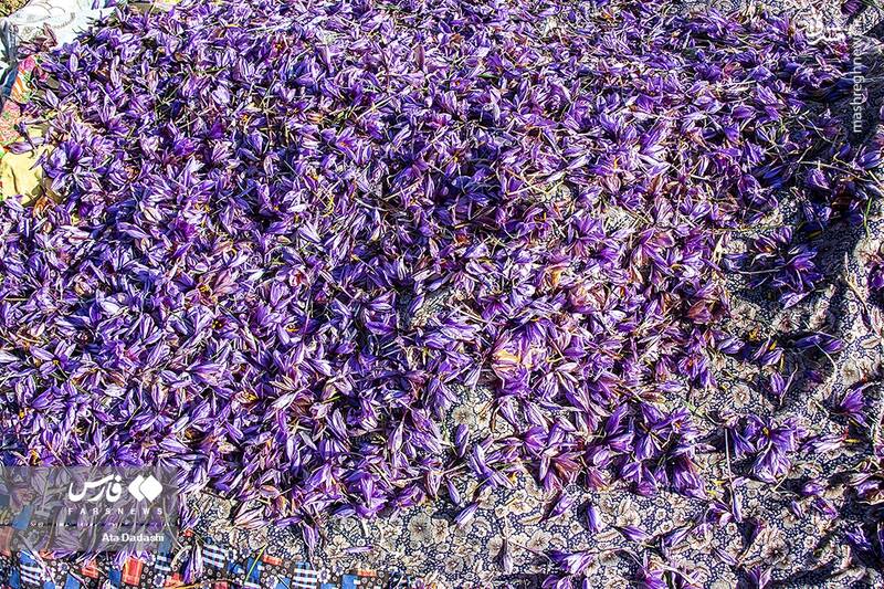 عکس/ برداشت زعفران در مرند