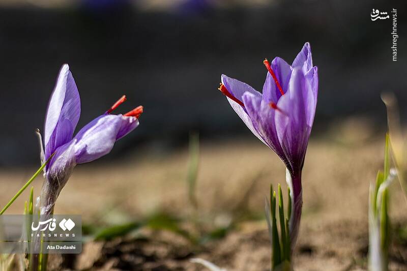 عکس/ برداشت زعفران در مرند