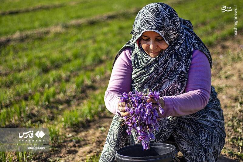 عکس/ برداشت زعفران در مرند