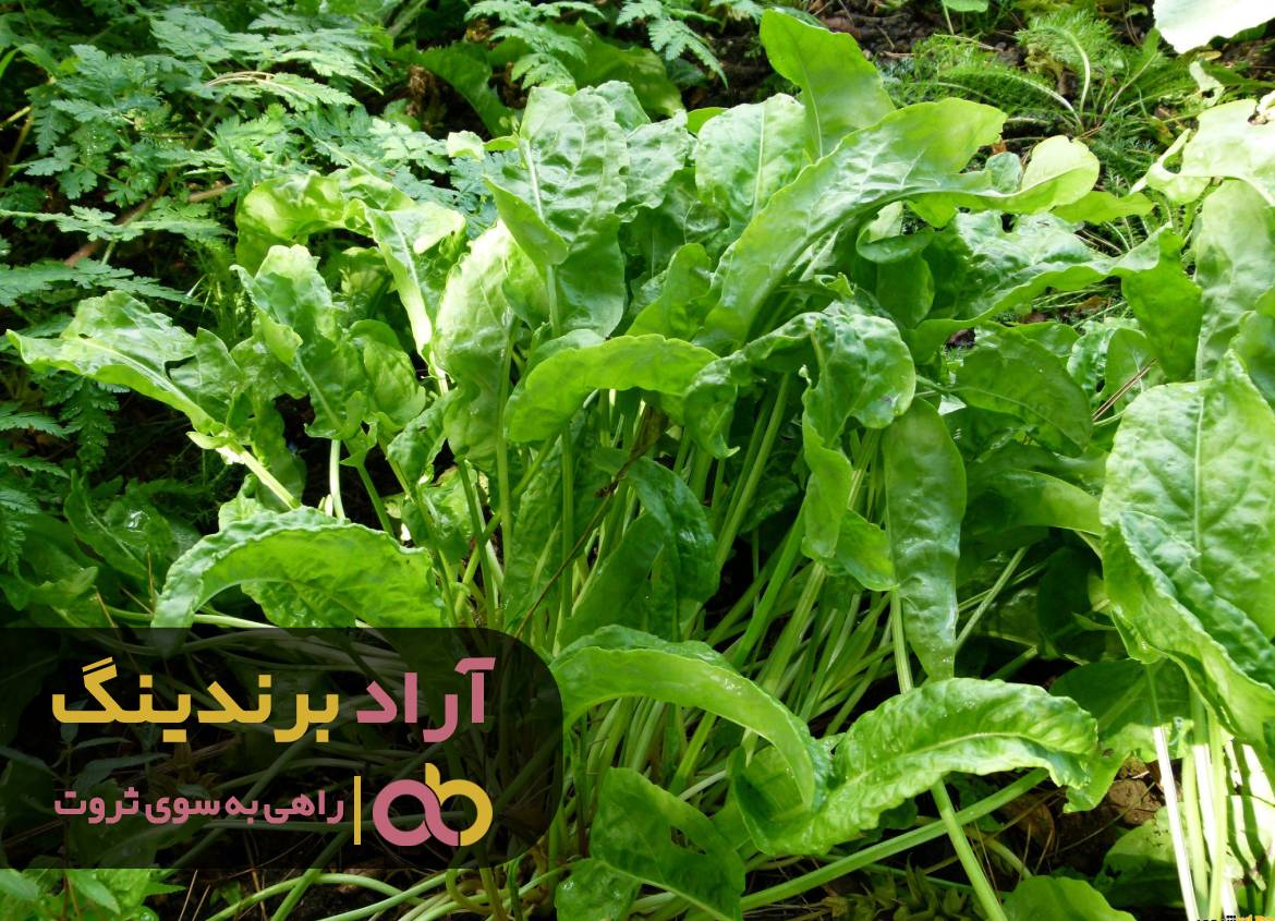 تولید انواع برگ مشکل مالی من را حل کرد