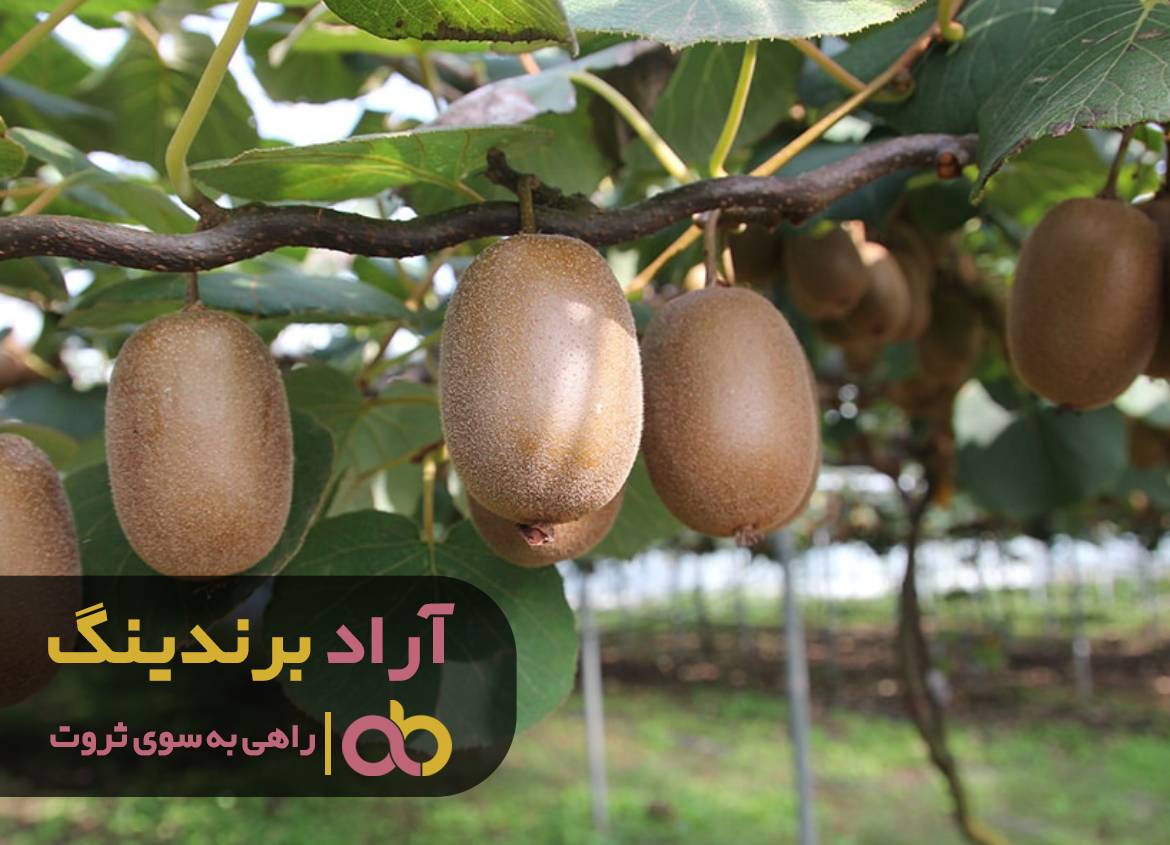 با میوه ی کیوی می توانید به ثروت برسید اگر آگاه باشید