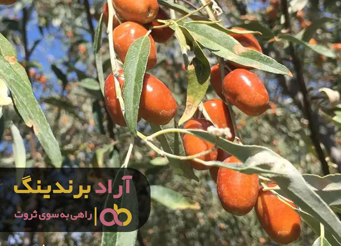 برای رسیدن به ثروتی که میخاستم، سنجد را انتخاب کردم