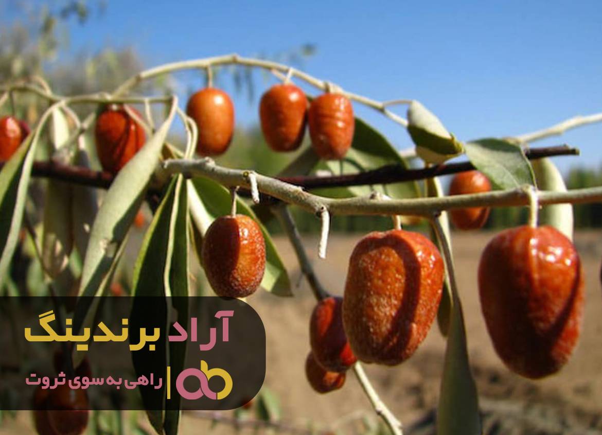 برای رسیدن به ثروتی که میخاستم، سنجد را انتخاب کردم