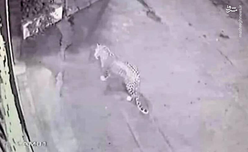 پلنگی که تهرانیها را شوکه کرد +عکس