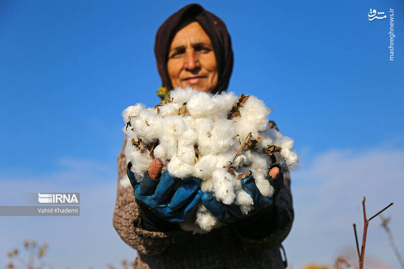 عکس/ برداشت پنبه از مزارع خراسان شمالی