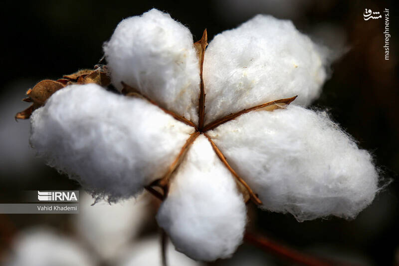 عکس/ برداشت پنبه از مزارع خراسان شمالی
