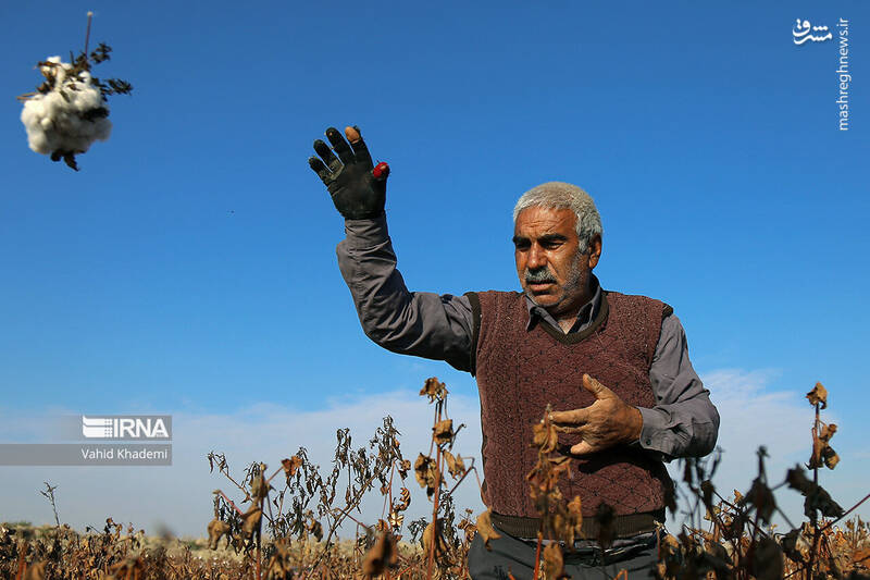 عکس/ برداشت پنبه از مزارع خراسان شمالی