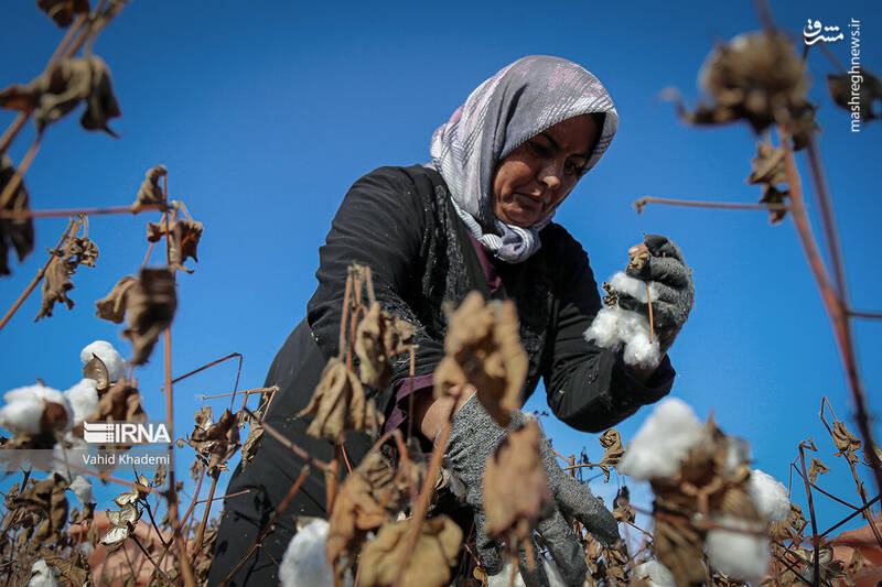 عکس/ برداشت پنبه از مزارع خراسان شمالی