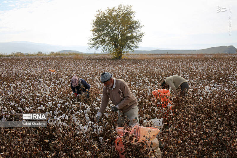 عکس/ برداشت پنبه از مزارع خراسان شمالی