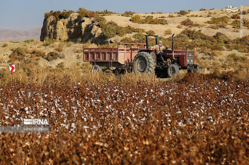 عکس/ برداشت پنبه از مزارع خراسان شمالی