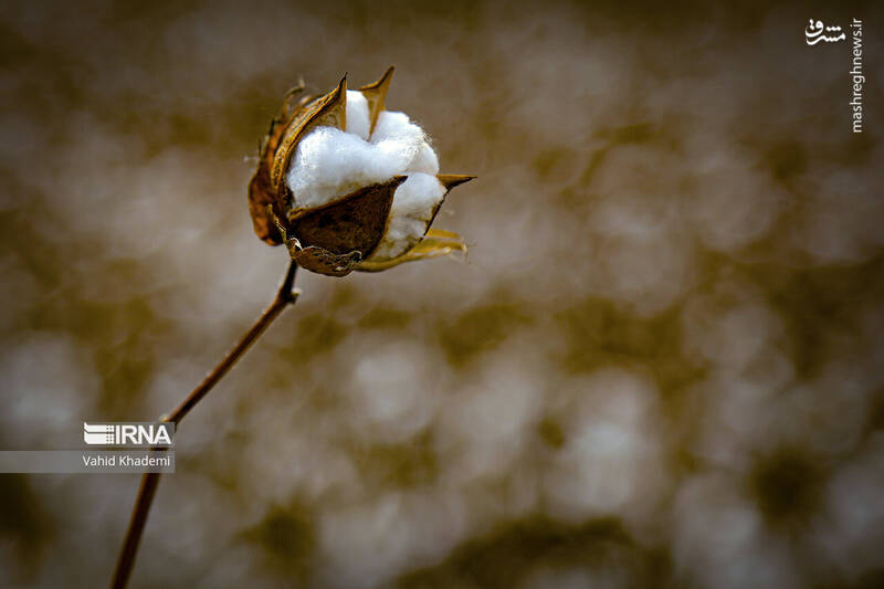 عکس/ برداشت پنبه از مزارع خراسان شمالی