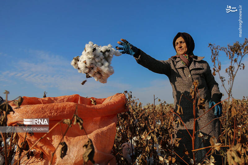 عکس/ برداشت پنبه از مزارع خراسان شمالی