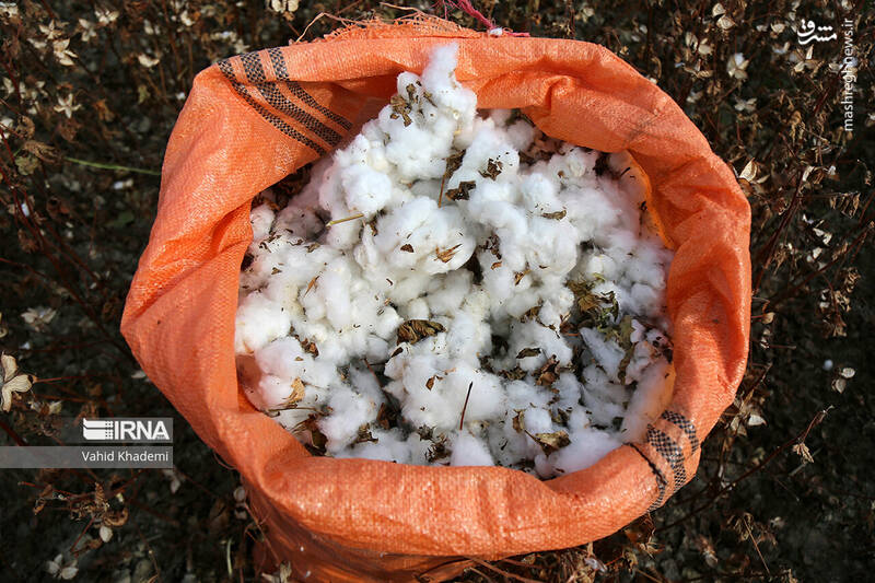 عکس/ برداشت پنبه از مزارع خراسان شمالی
