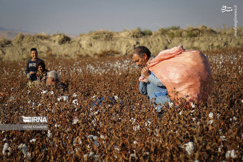 عکس/ برداشت پنبه از مزارع خراسان شمالی