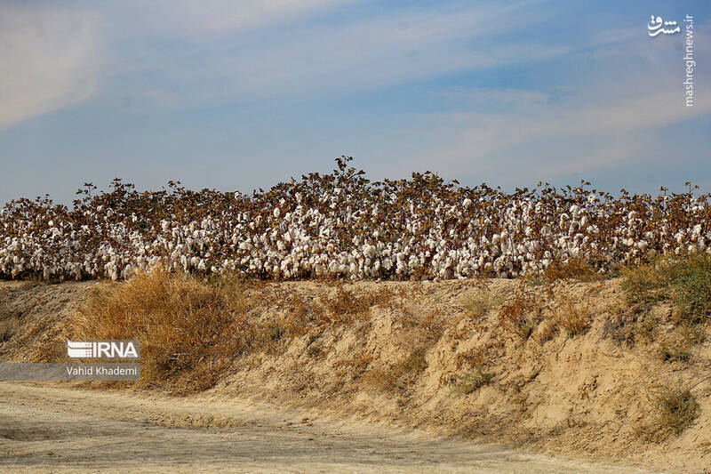 عکس/ برداشت پنبه از مزارع خراسان شمالی