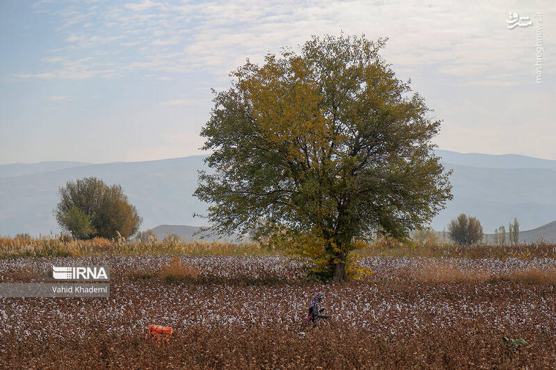 عکس/ برداشت پنبه از مزارع خراسان شمالی
