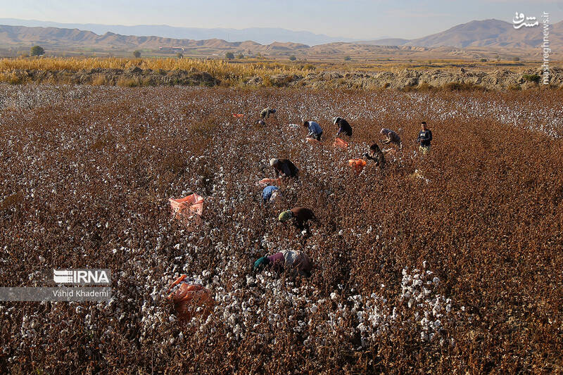 عکس/ برداشت پنبه از مزارع خراسان شمالی