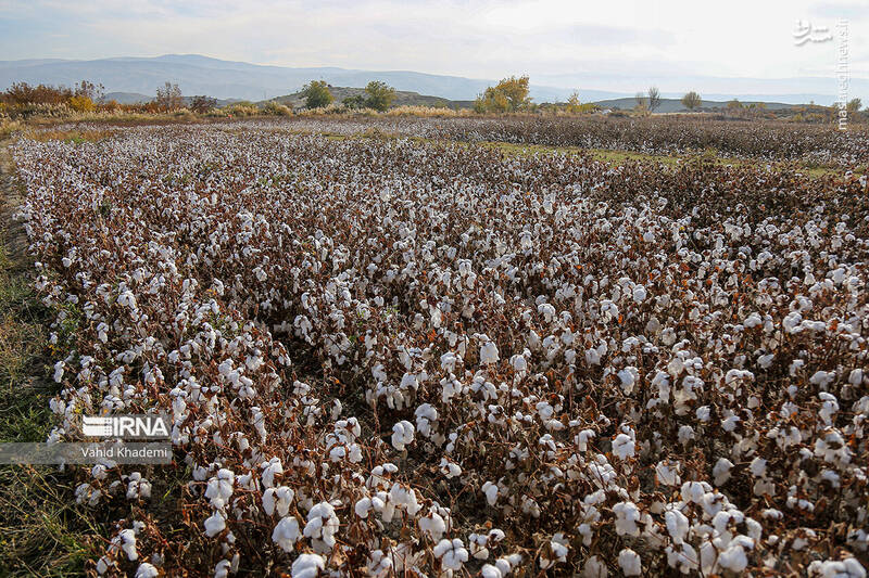عکس/ برداشت پنبه از مزارع خراسان شمالی